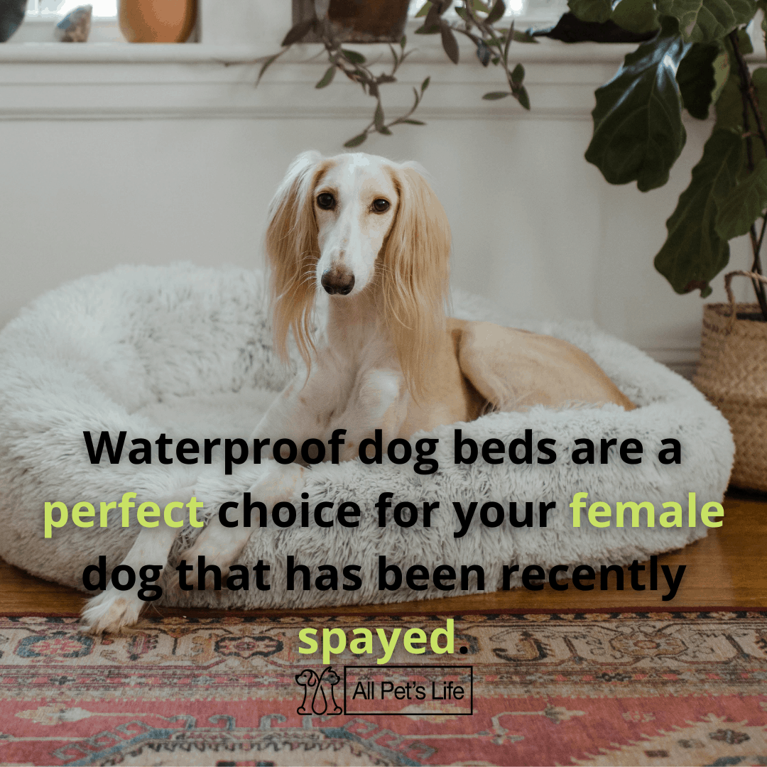 12 Waterproof Dog Bed Options for Your Dog [2021 Reviews] All Pet's Life