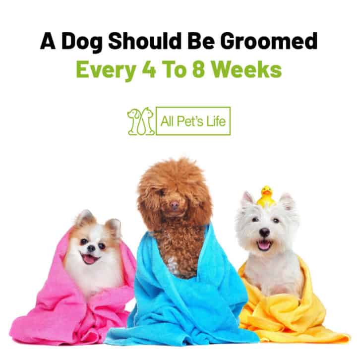 a dog should be groomed every 4 to 8 weeks