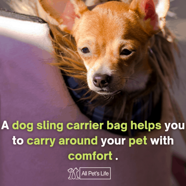 Dog in a dog sling carrier bag