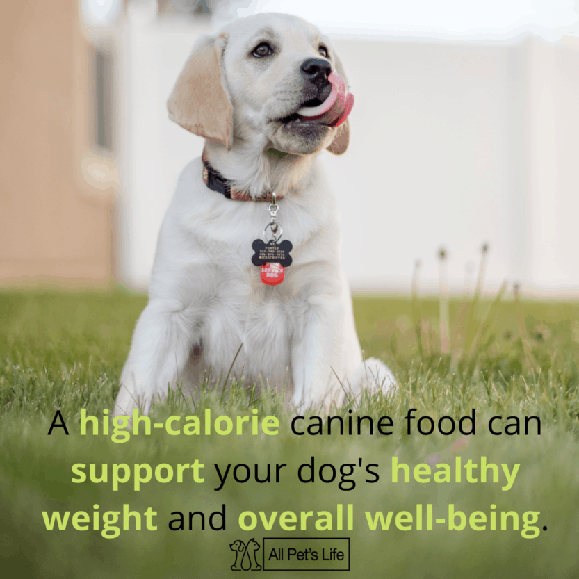 12 Best HighCalorie Dog Food to Boost Energy [2021 REVIEWS] All Pet