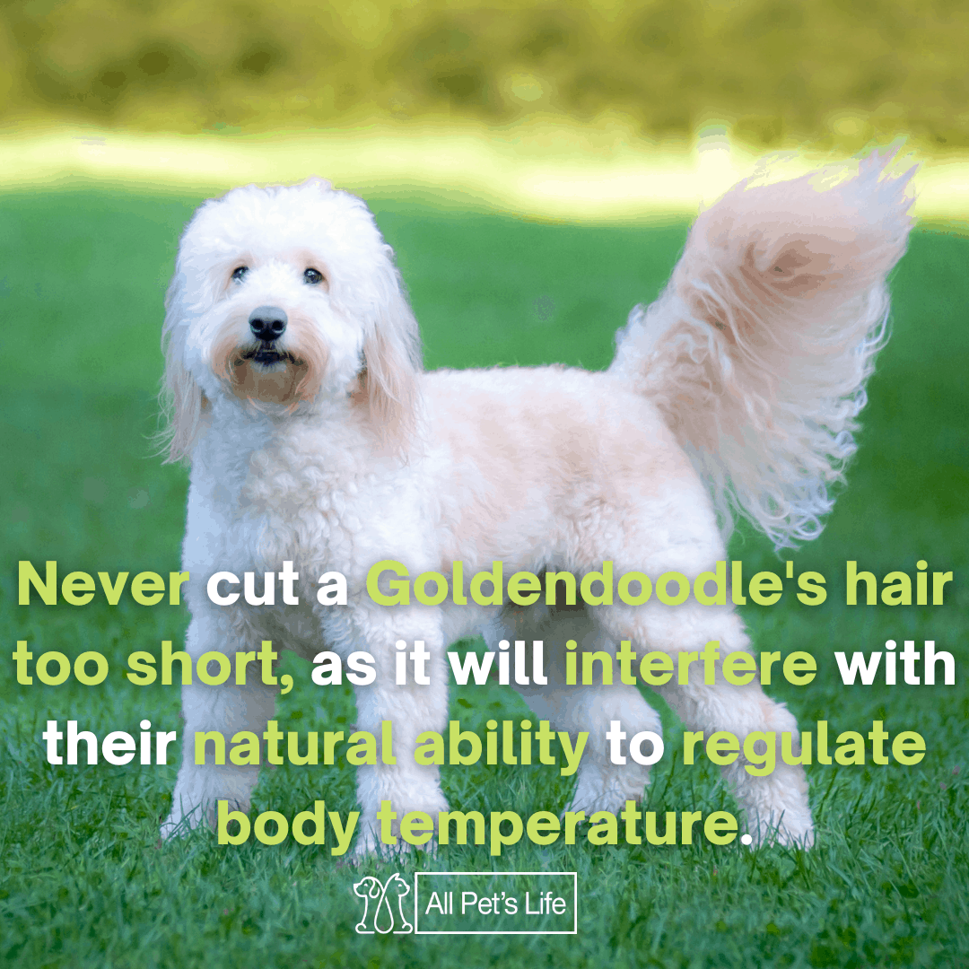 10 Best Clippers for Goldendoodles Reviews [2021] All Pet's Life
