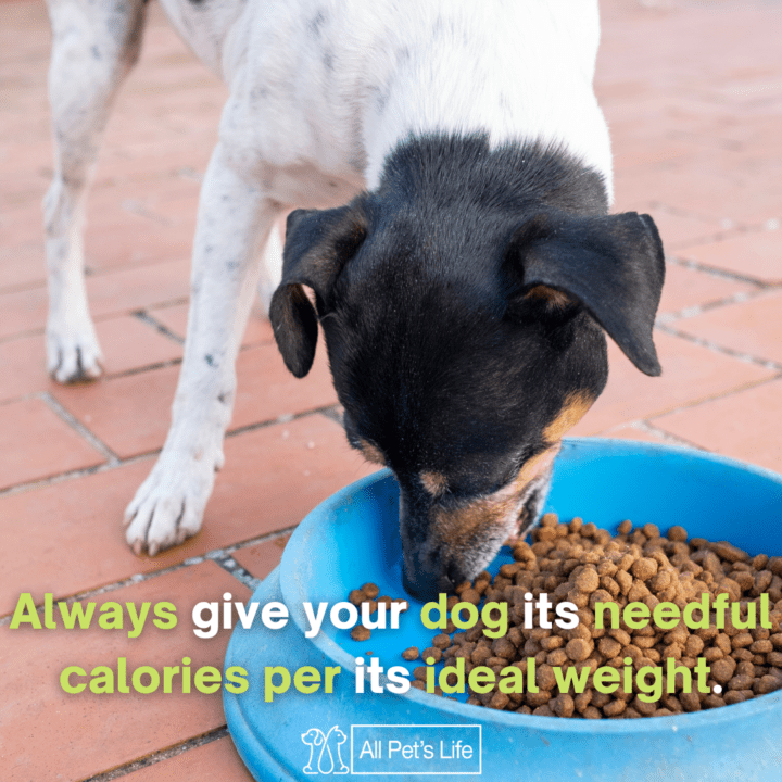dog eating dog food