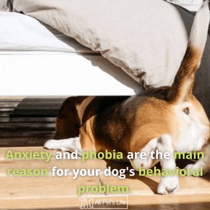 Trazodone for Dogs Guide How it Works [Dosage & Side Effects] All