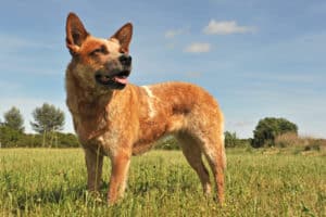 australian cattle dog grass