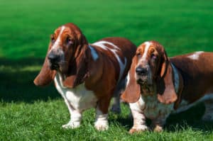 basset hound how long do dogs live