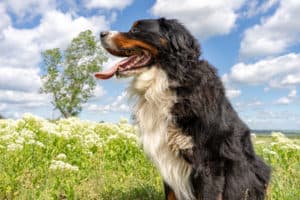 bernese mountain dog
