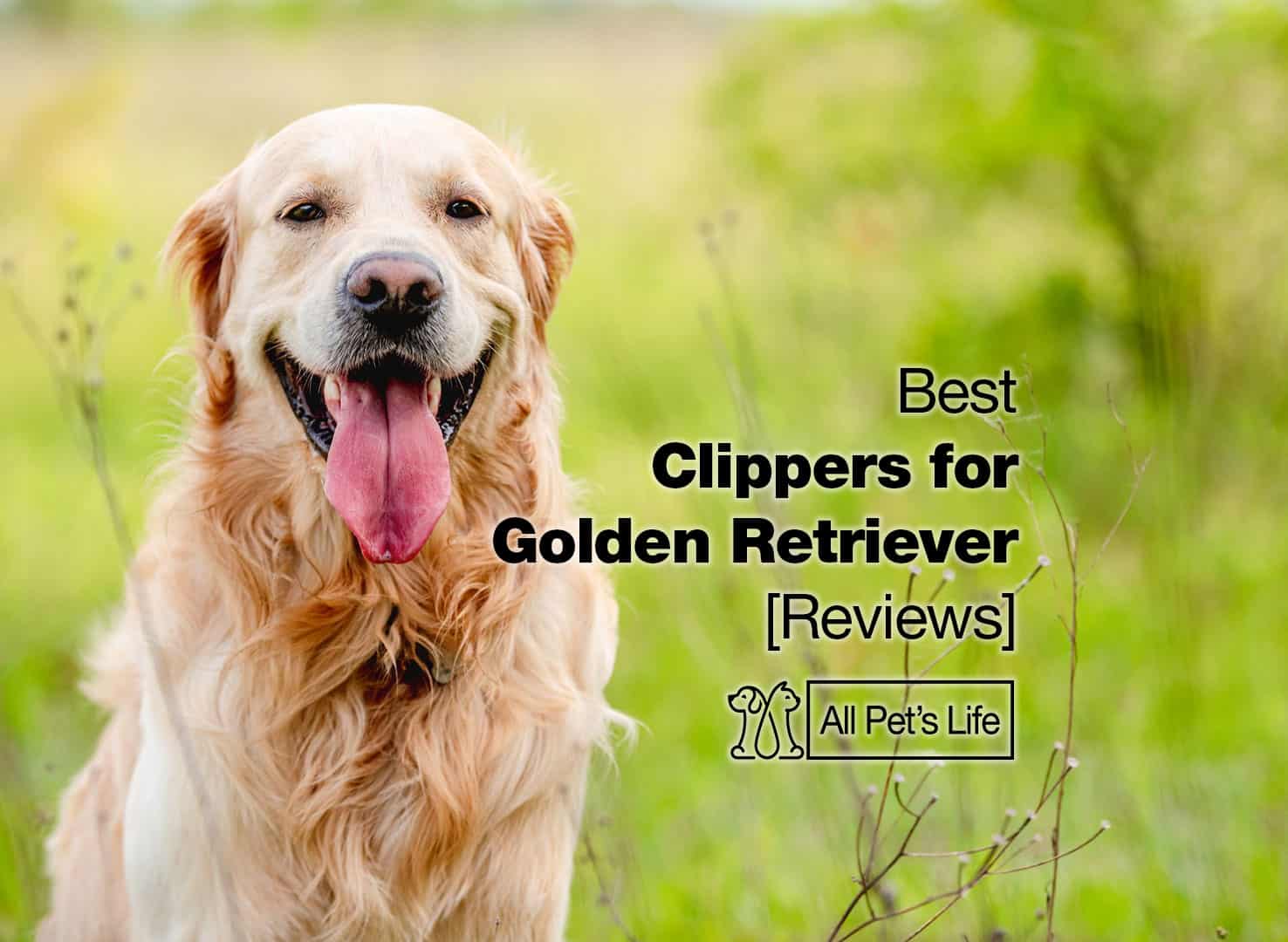 5 best clippers for golden retriever [2023] All Pet's Life