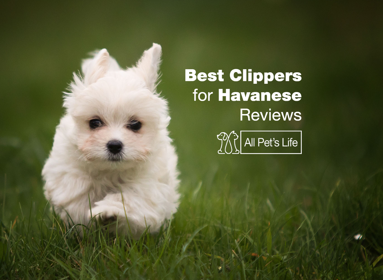 11 Best Clippers for Havanese Dogs [2024] All Pet's Life