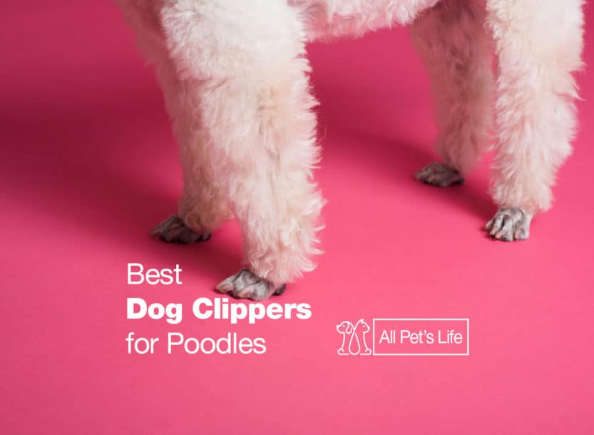 7 Best Dog Clippers for Poodles [2021 REVIEWS] All Pet's Life