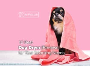 Read more about the article Dog Dryer: 10 Best  Products [2021] for Grooming Needs