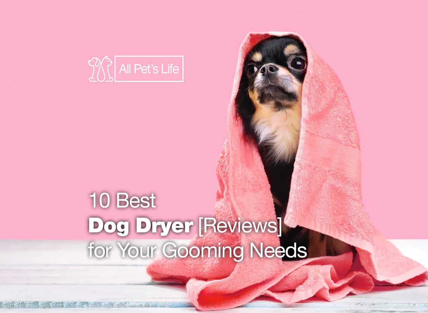 Dog Dryer 10 Best Products [2021] for Grooming Needs All Pet's Life