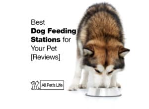 Read more about the article 10 Best Dog Feeding Station for Your Pet Reviews [2021]
