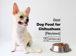 Read more about the article 10 Best Dog Food for Chihuahuas [2023]