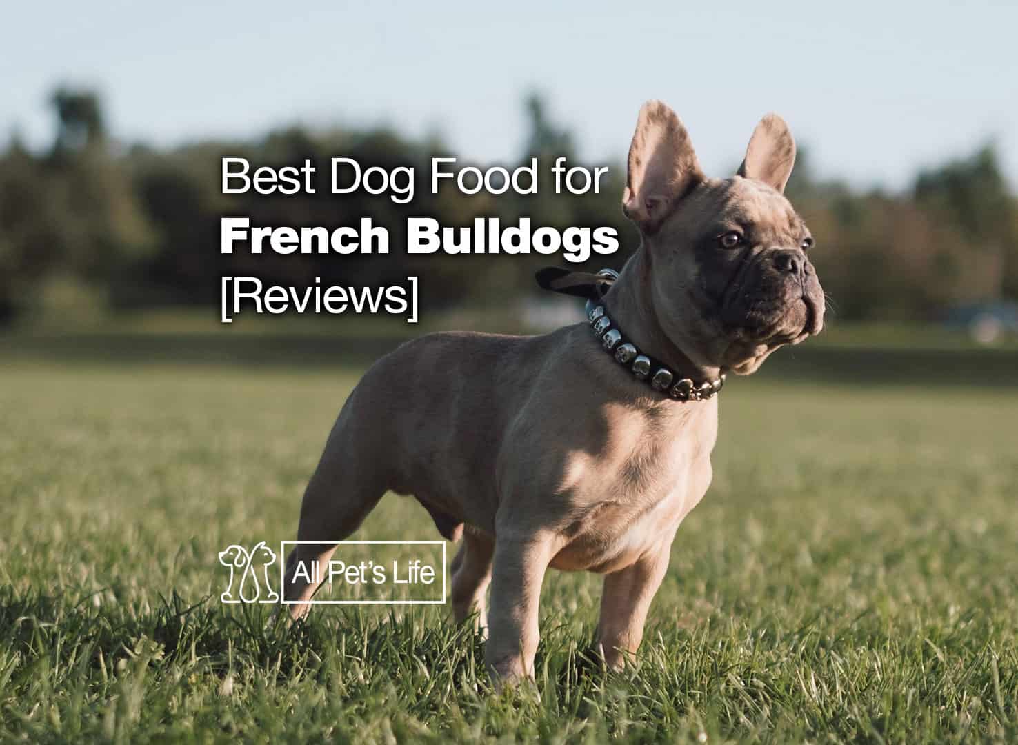 10 best dog food for French bulldogs [2023] All Pet's Life