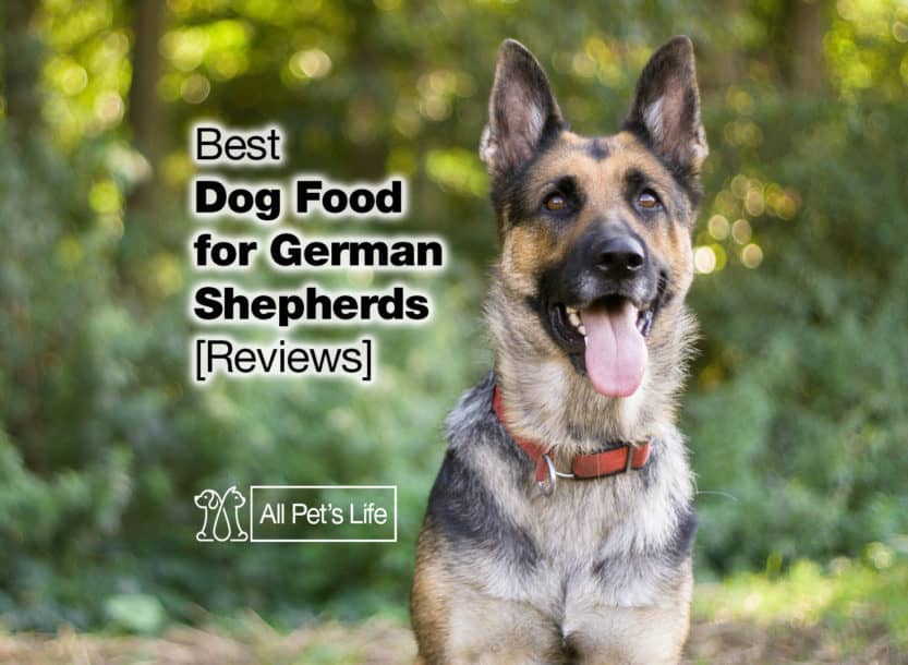 4 Best Dog Food for German Shepherd 2021 [Reviews] - All Pet's Life