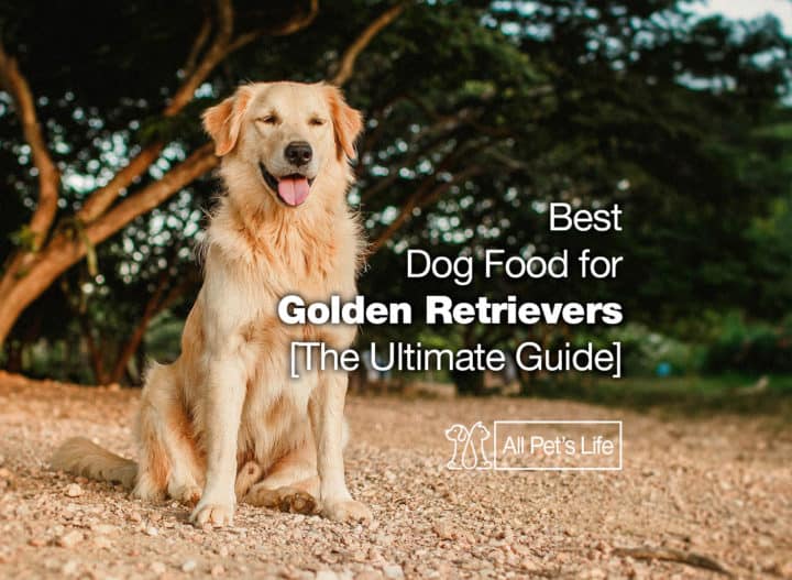 12 Best Dog Food for Golden Retrievers 2021 [The Ultimate Guide] All