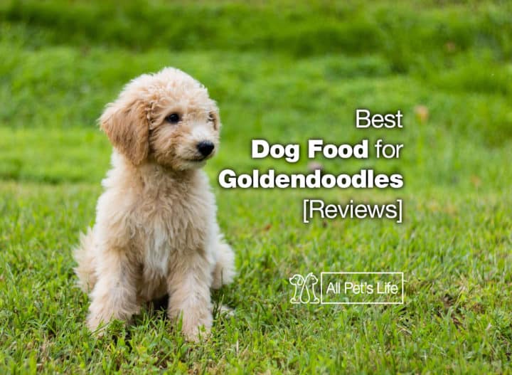 Top 10 Best Dog Food for Goldendoodles 2021 [Reviews] All Pet's Life