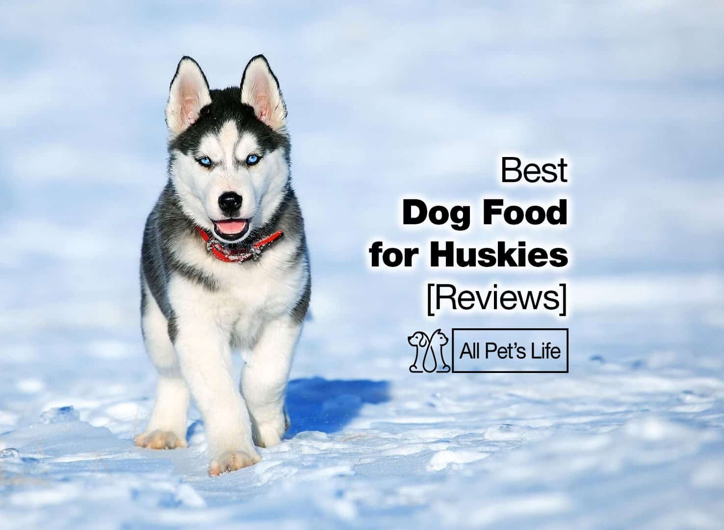 Best Dog Food For Huskies And Malamutes at David Huse blog