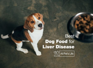 Read more about the article Top 8 Best Dog Food for Liver Disease [2023]