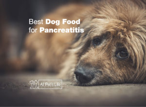 Read more about the article 10 Best Dog Food for Pancreatitis [2023]