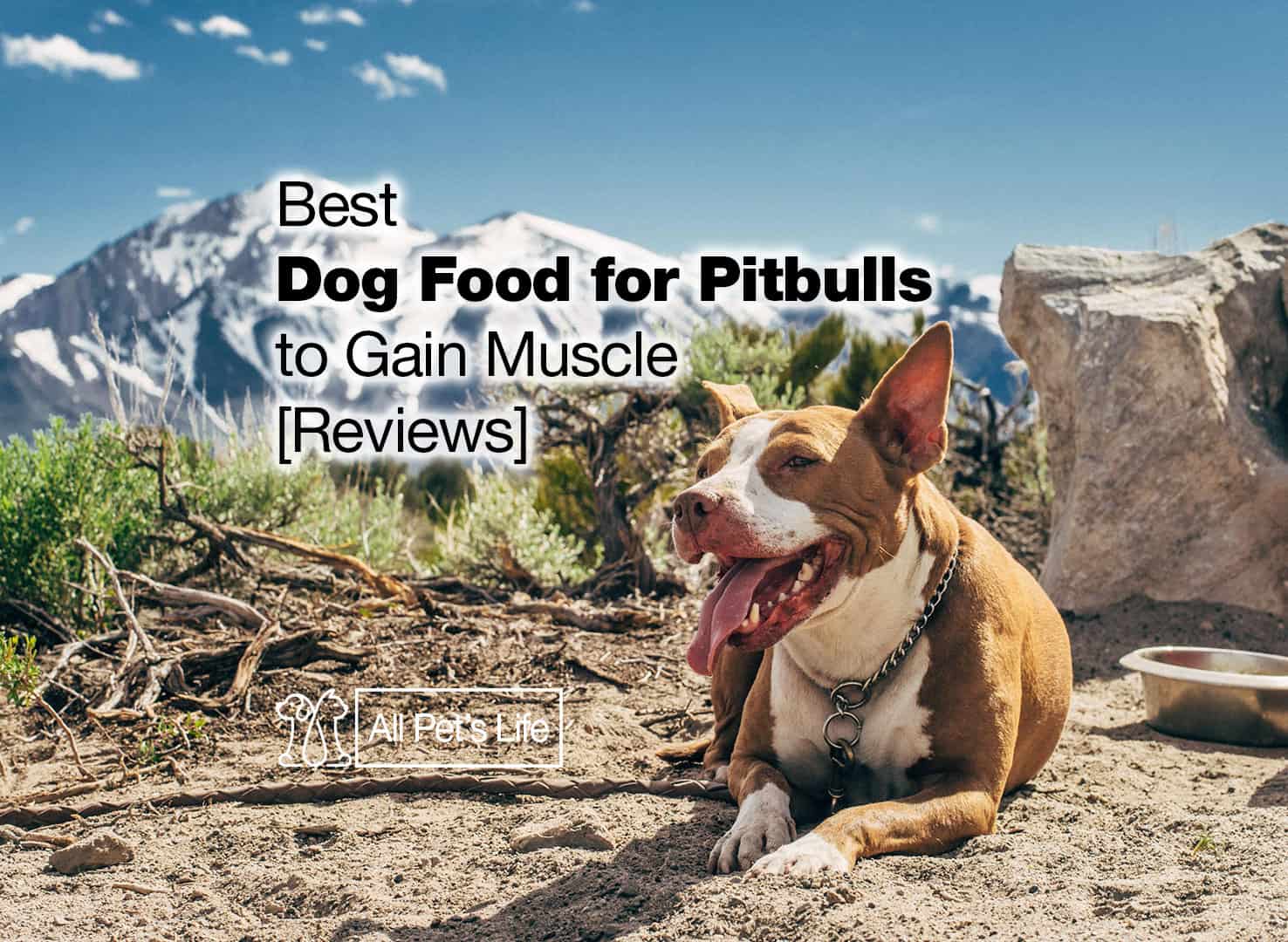 best-dog-food-for-pitbulls-muscular-body-needs-high-protein-diet