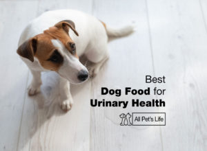 Read more about the article 10 Best Dog Food for Urinary Health [2023]