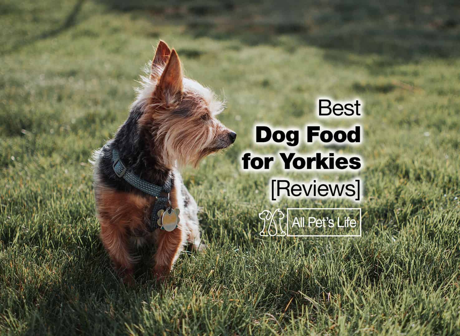 10 best dog food for Yorkies [2023] All Pet's Life