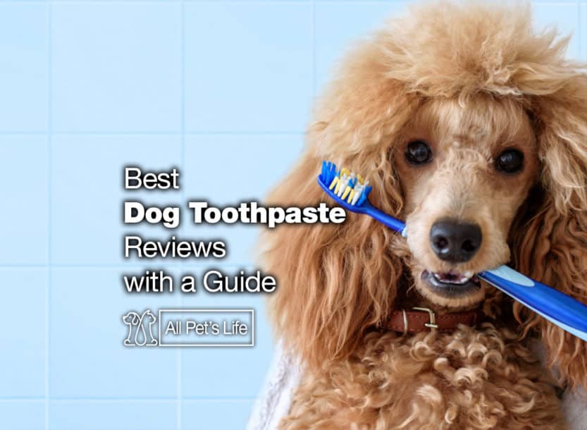 12 Best Dog Toothpaste Reviews with a Guide [2021] All Pet's Life