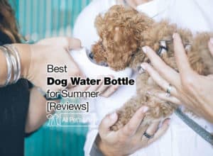 Read more about the article 12 Best Dog Water Bottle Options for [2023 Summer]
