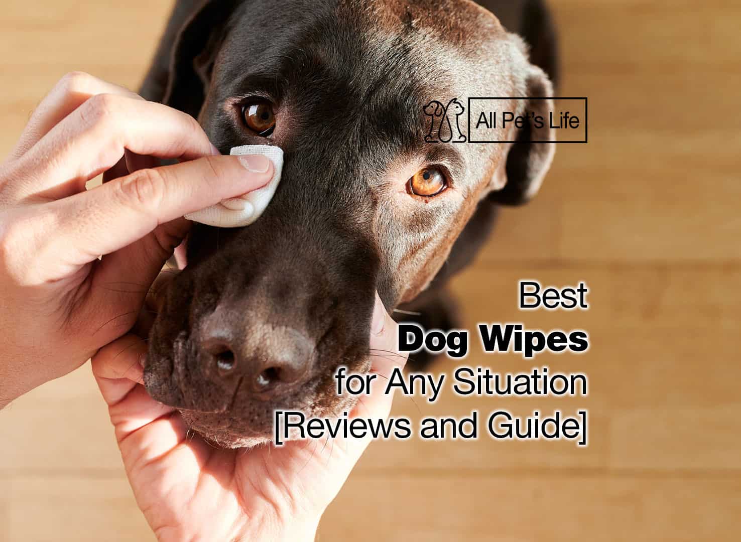 12 best dog wipes [2023] guide for any situation All Pet's Life