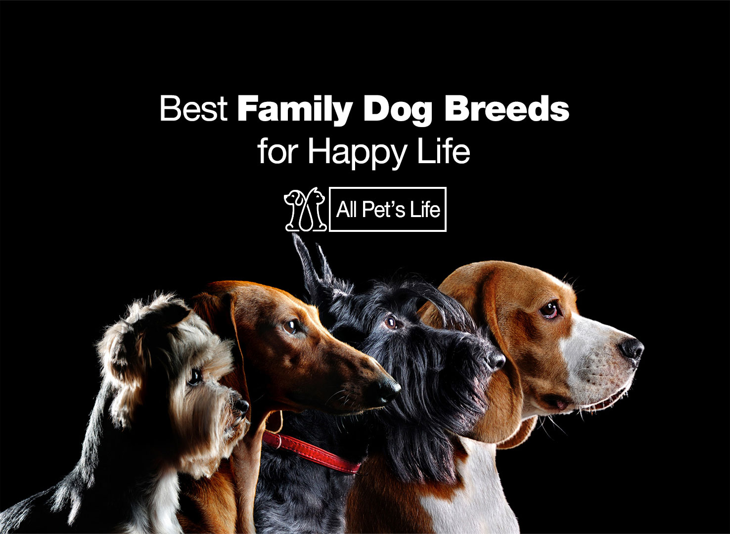 26 Best Family Dog Breeds For Happy Life [2023] - All Pet's Life