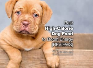 Read more about the article 12 best high-calorie dog food to boost energy [2023]