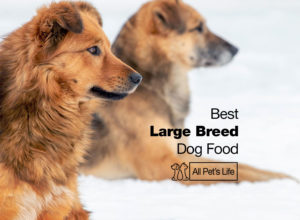 Read more about the article 10 Best Large Breed Dog Food Choices [2022]