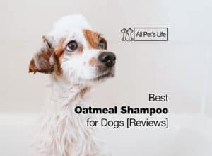 Read more about the article 9 Best Oatmeal Shampoo for Dogs [2022]