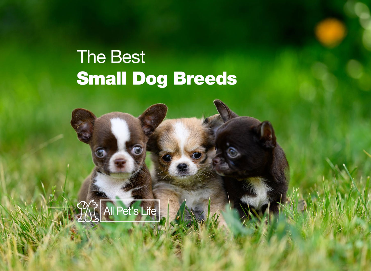 11 best small dog breeds in 2023 All Pet's Life