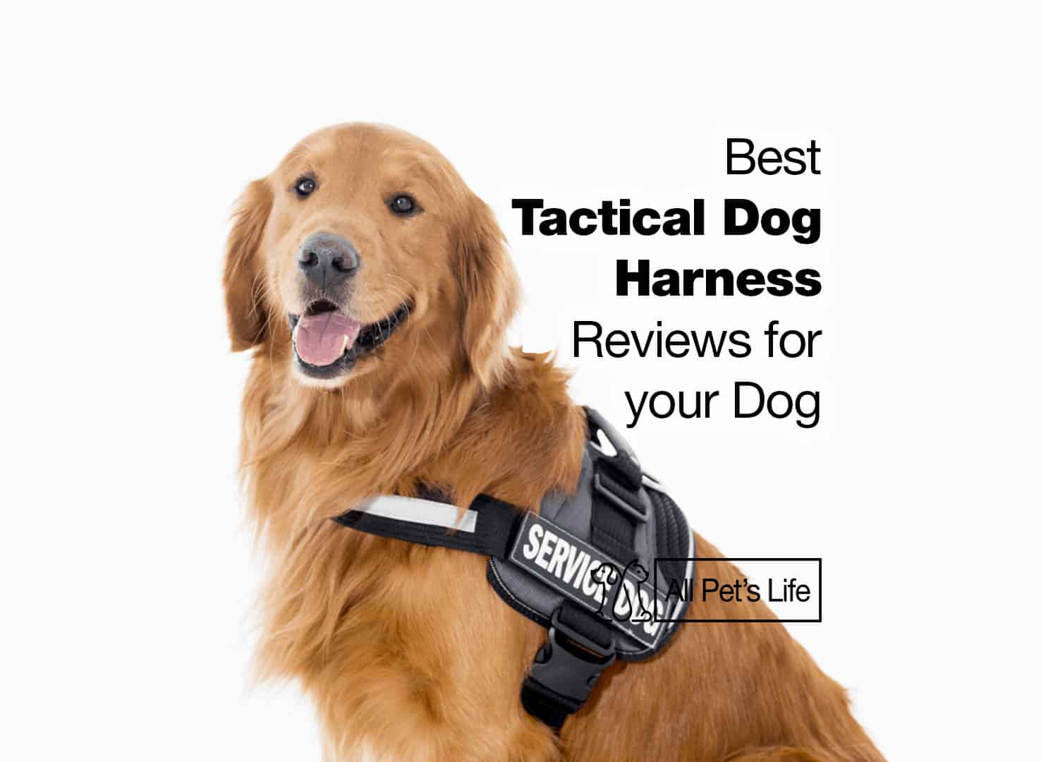 best dog tactical harness