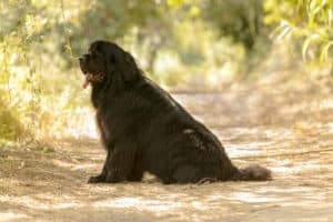 black newfoundland dog
