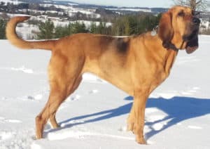 bloodhound erland how long do dogs live