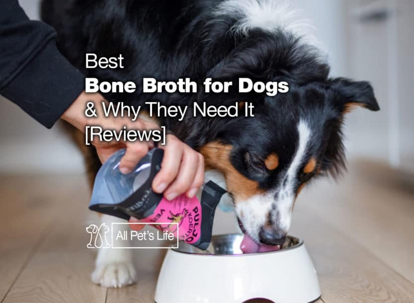 bone broth for dogs