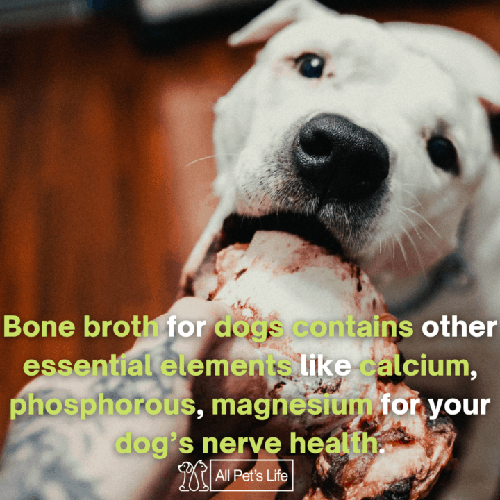 human feeding dog