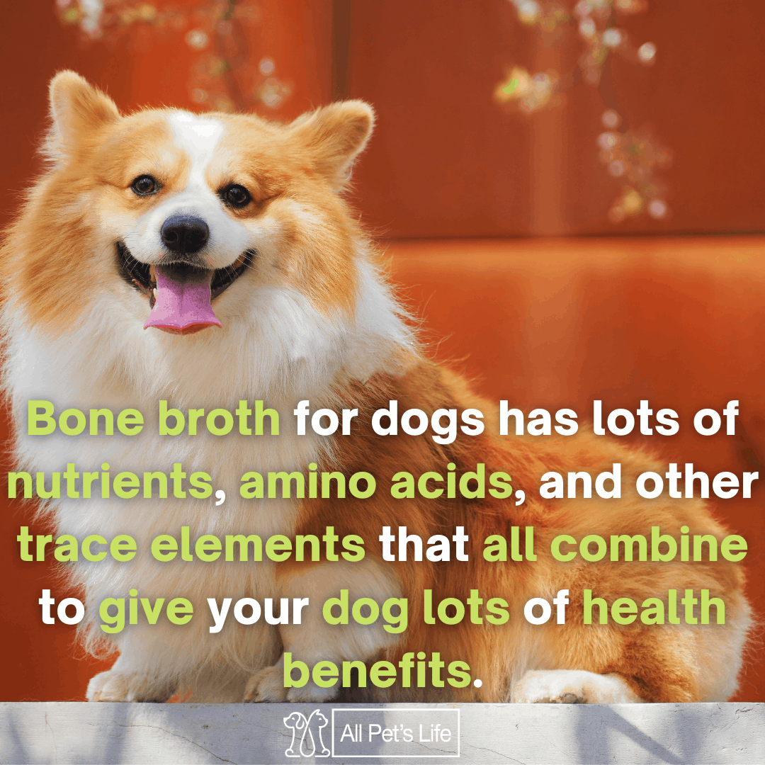 11 Best Bone Broth for Dogs 2021 Why They Need It [Reviews] All Pet's