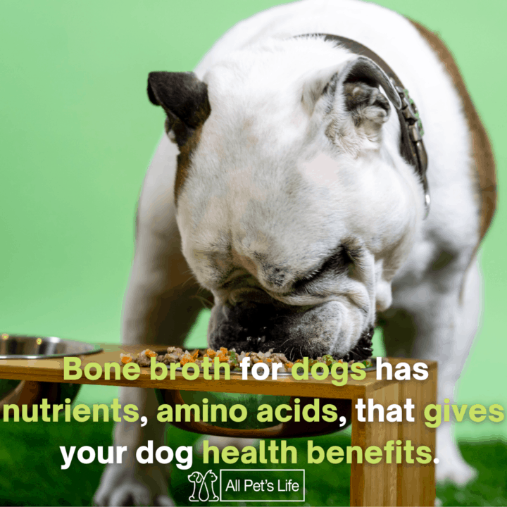 dog eating food