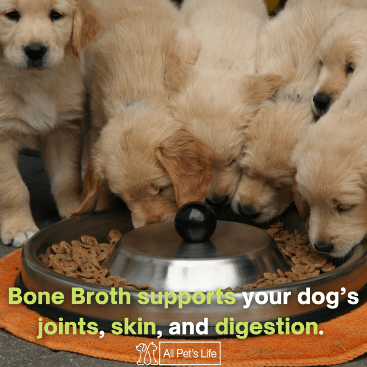 11 Best Bone Broth for Dogs 2021 Why They Need It [Reviews] - All Pet's ...