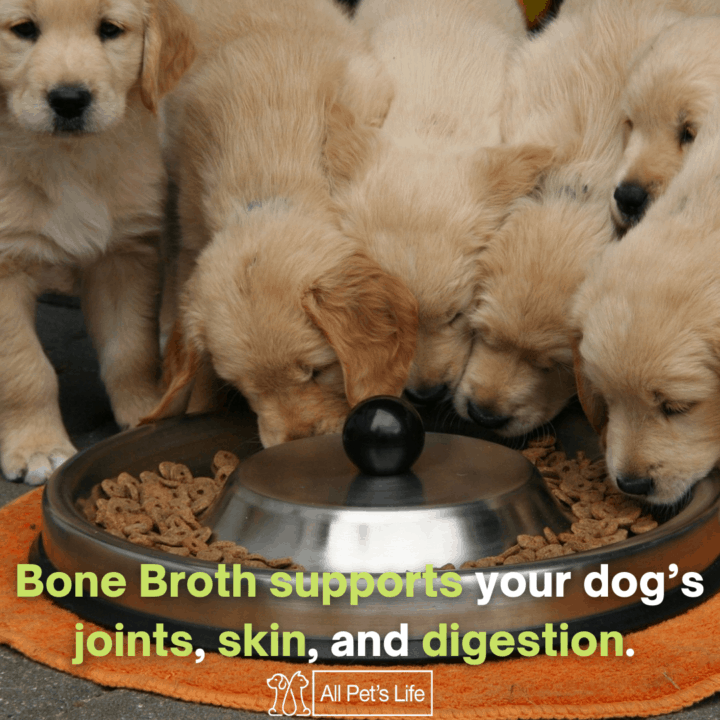 Puppies eating