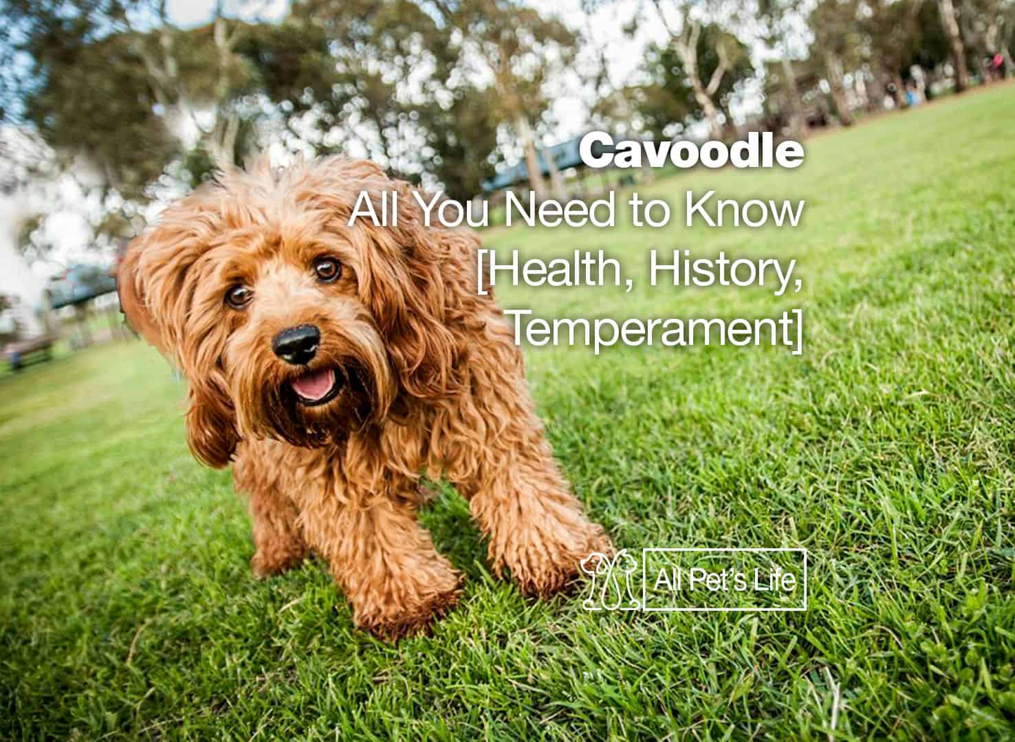 Cavoodle All You Need To Know 2021 Health History Temperament All Pet S Life