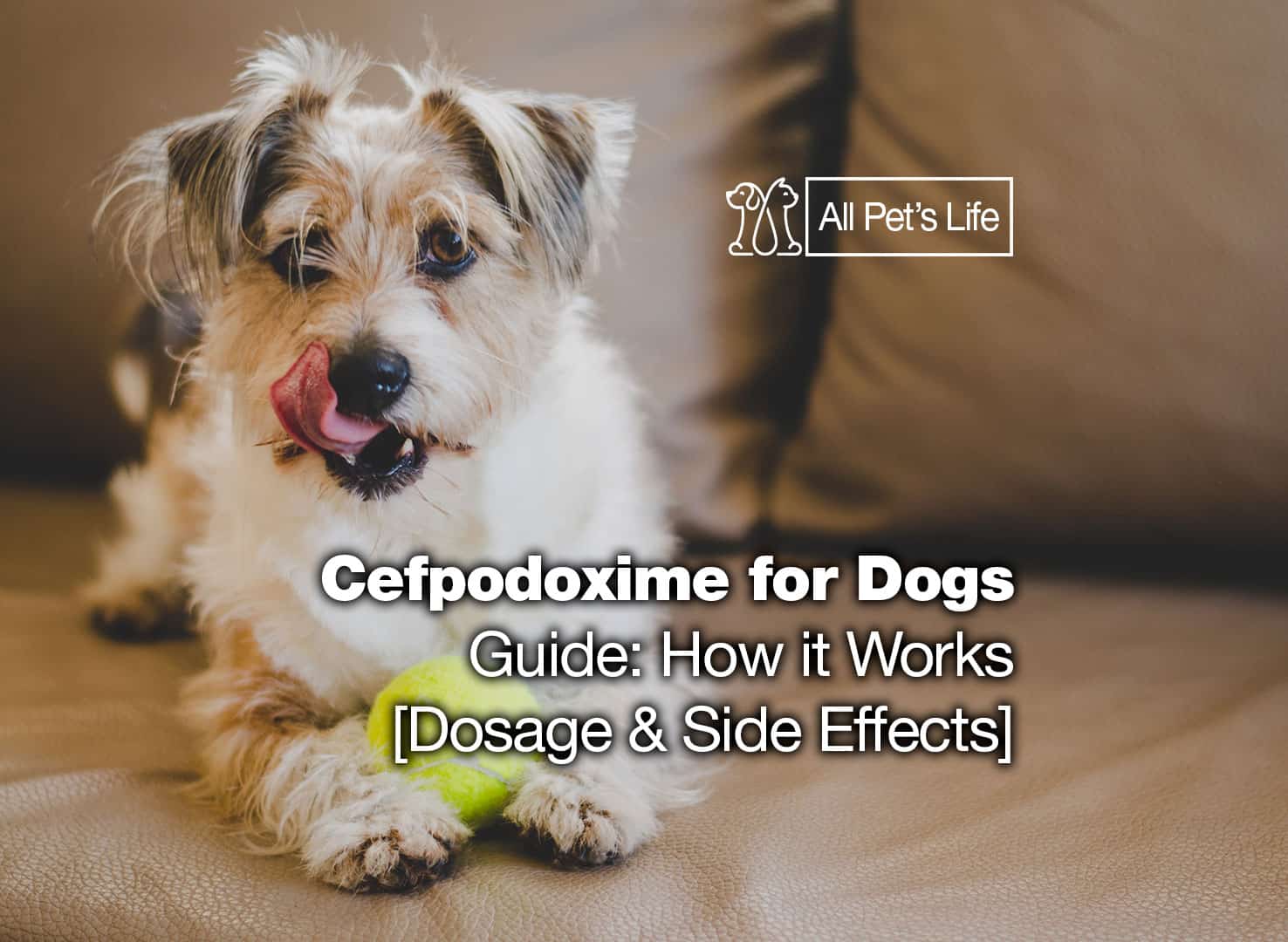 Cefpodoxime for Dogs Guide [2023 Dosage & Side Effects] All Pet's Life