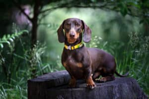 chocolate dachshund dog green garden