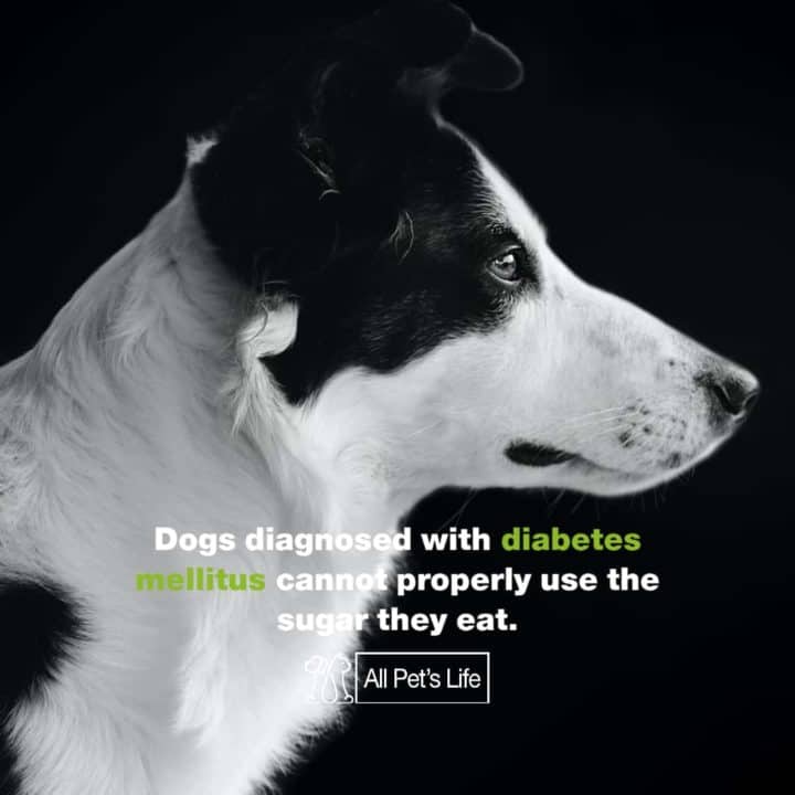 Can I Safely Feed My Diabetic Dog Treats? [2021 REVIEWS] All Pet's Life