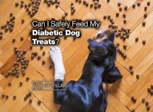 Read more about the article Can I safely feed my diabetic dog treats? [2022]