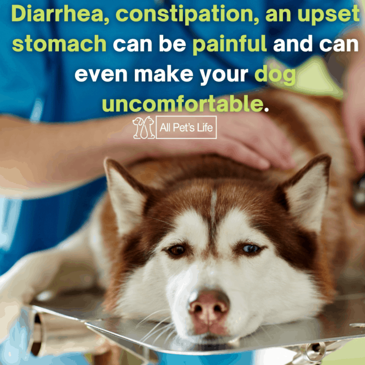 can dogs take pepto for diarrhea